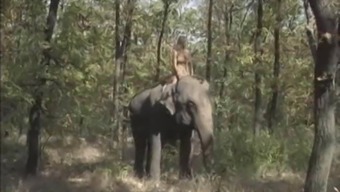 340px x 192px - Elephant Porn HD Videos - BadWap